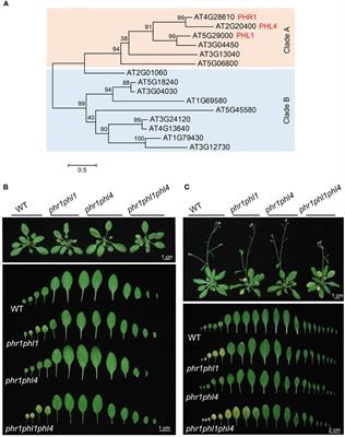 Comparative functional analyses of PHR1, PHL1, and PHL4 transcription factors in regulating Arabidopsis responses to phosphate starvation